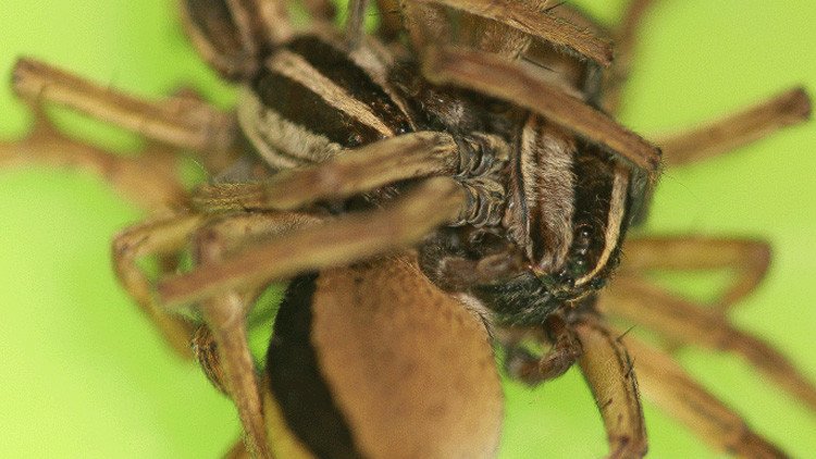 Estas arañas hacen 'ménage a trois' durante 4 horas para salvar la vida (FOTO)