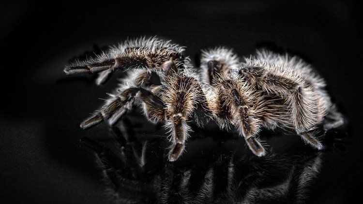 No apto para aracnofóbicos: Descubren 3 nuevas especies de tarántulas gigantes en Sudamérica