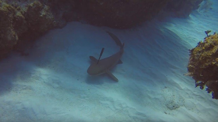 Un tiburón 'suplica' a un buceador que retire un cuchillo de su cabeza
