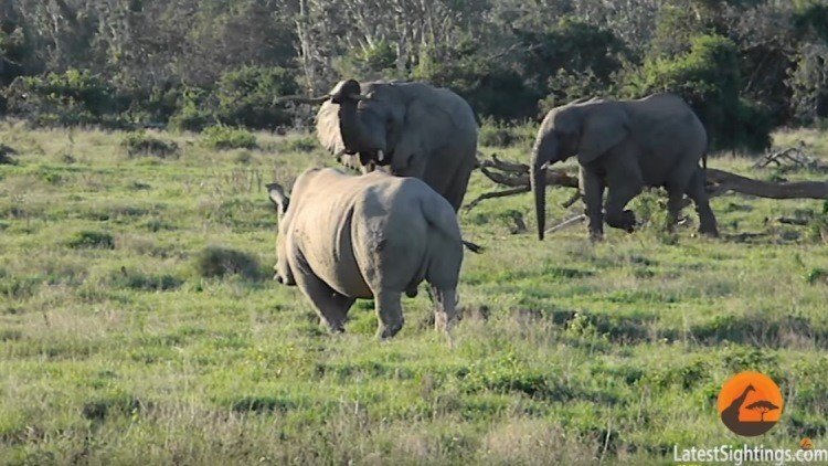 Un elefante asusta a un rinoceronte con una rama