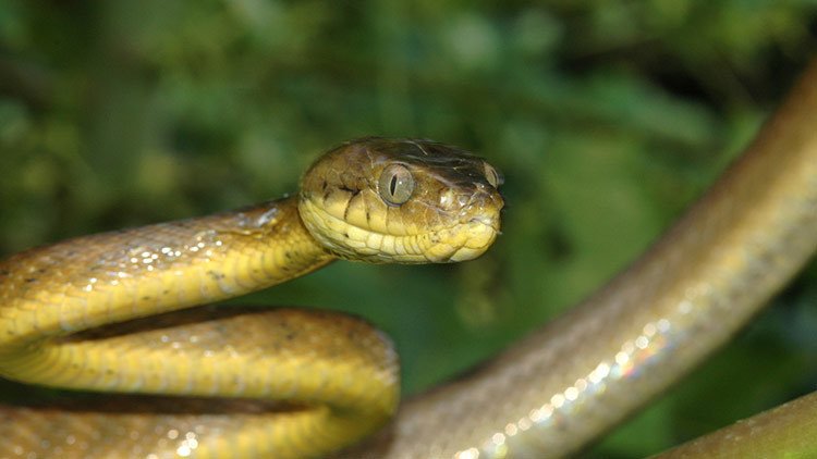 Una plaga de serpientes venenosas amenaza con destruir los bosques de esta pequeña isla