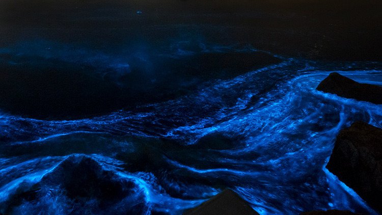 Unas peligrosas algas iluminan el mar con 'luces de neón' (Espectaculares fotos)