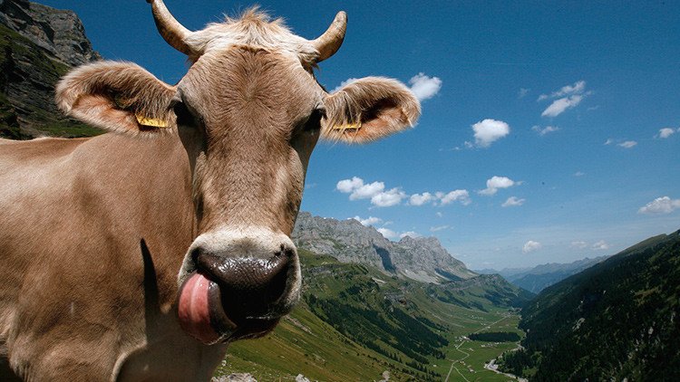 Hasta las vacas neerlandesas son 'non grata' en Turquía