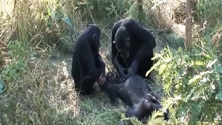 Unos chimpancés asombran a los científicos con una peculiar ceremonia de luto (VIDEO)