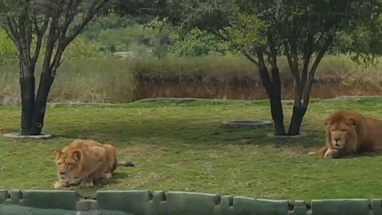 Una leona ataca de un salto a los visitantes de un parque, pero pasa esto
