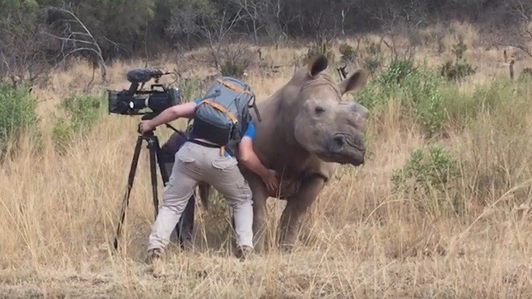Una hembra de rinoceronte pide a un camarógrafo que le rasque la barriga