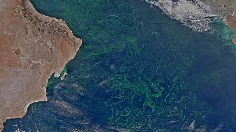 Una 'alfombra' de algas del tamaño de México cubre el mar Arábigo (y es alarmante)