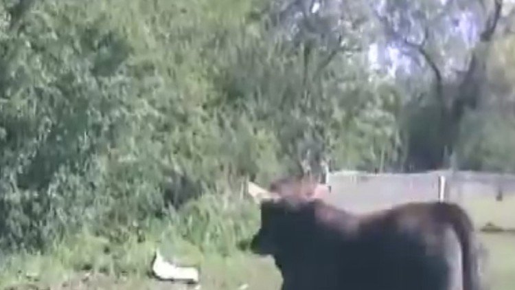 Una vaca 'torea' a un policía 