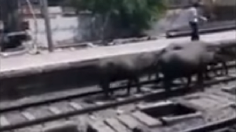 "Vacas suicidas": aterrador momento en que un rebaño es arrollado por un tren a alta velocidad