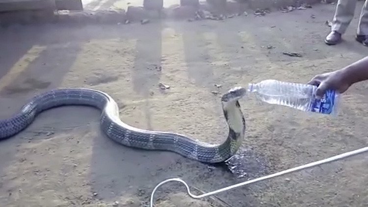 Una enorme cobra víctima de la sequía bebe mansamente de una botella de agua (Video)