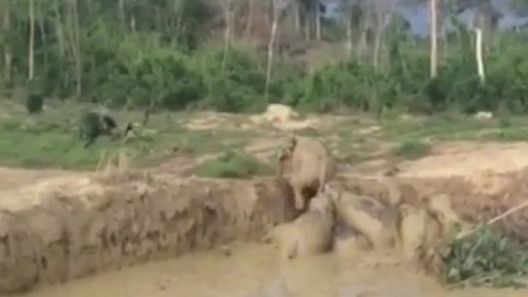 Elefantes atrapados en un cráter formado por una bomba son salvados de una muerte segura