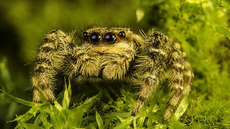 Petición al Gobierno de EE.UU.: Ayude a que las arañas acaben con los humanos en un año