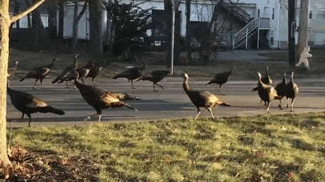 Unos pavos celebran su Día de Acción de Gracias particular