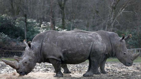 Cazadores furtivos matan a un rinoceronte en un zoológico francés y le extraen el cuerno