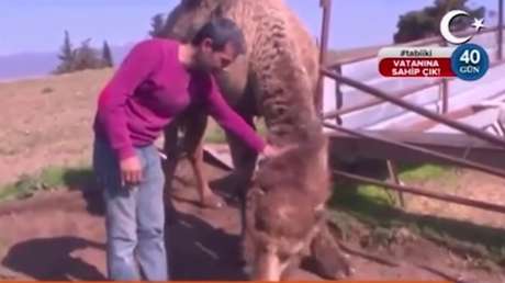 Cuenta a cámara lo bueno que es tener un camello y el suyo le hace esto