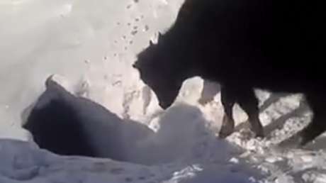 Cuatro vacas y un pastor desaparecen bajo la nieve como si fueran marmotas