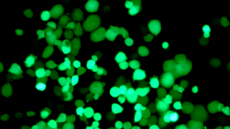Crean un virus que ataca las células tumorales de forma selectiva