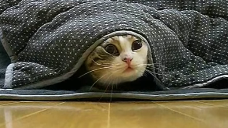 ¡Una ternura!: El gato Maru se convierte en el animal más visto en la historia de YouTube 