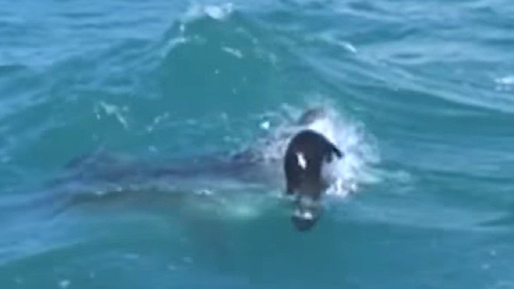 El impactante momento en que un tiburón devora una foca de un mordisco