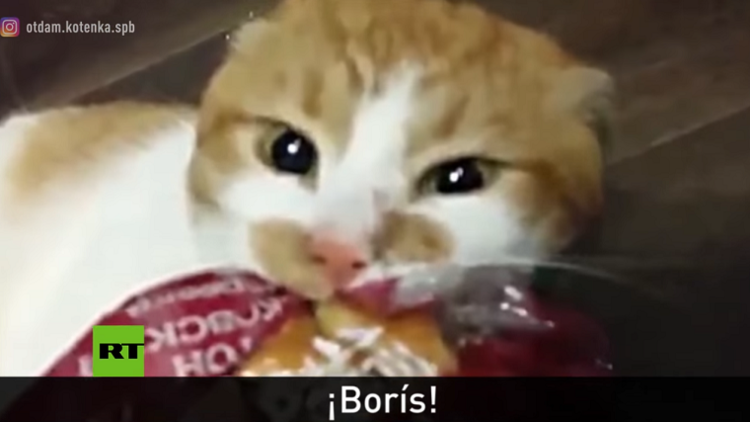 "Boris, devuélveme el pan": Ríase un poco con este gato codicioso que conquista el Internet ruso