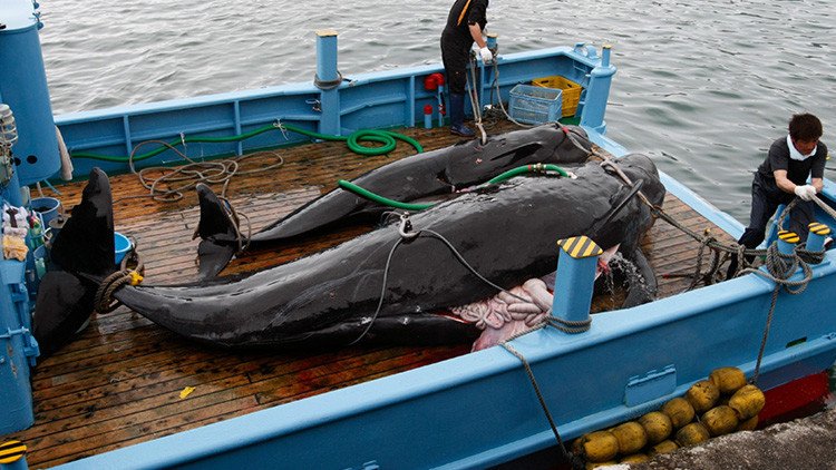 Japón mata a 333 ballenas con "fines científicos"