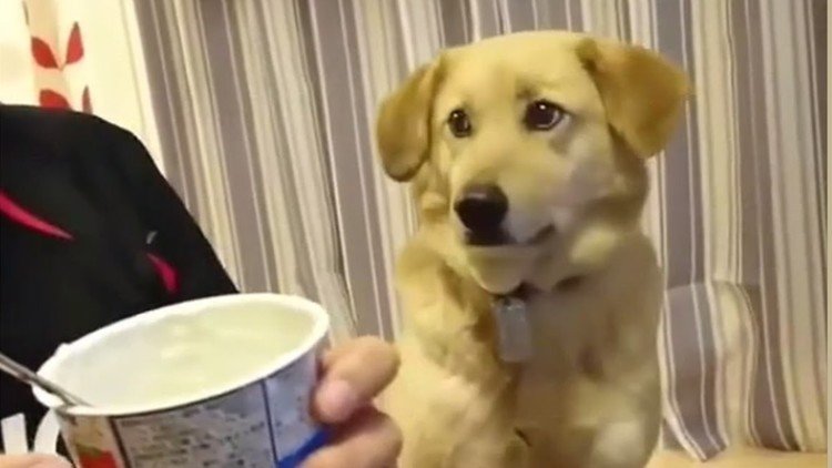 Este perro desea el yogurt de su amo pero no se anima a pedírselo