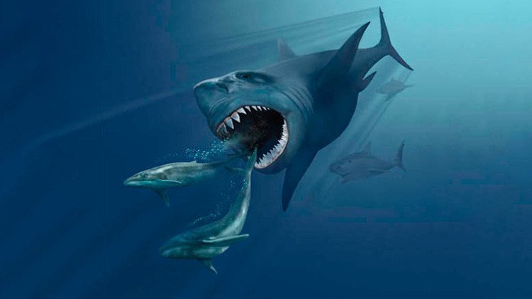 Hallan restos fósiles de un gigantesco tiburón prehistórico en Italia