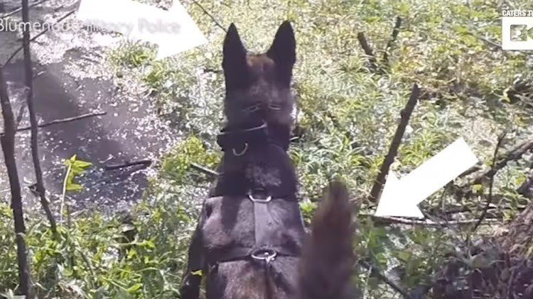 Este perro es el terror de los delincuentes más escurridizos: Los encuentra incluso en pantanos