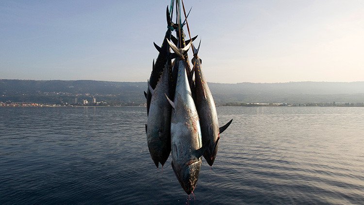 ¿Guerra comercial?: Una ONG de EE.UU. ataca a Walmart por vender atún mexicano que 'mata' a delfines