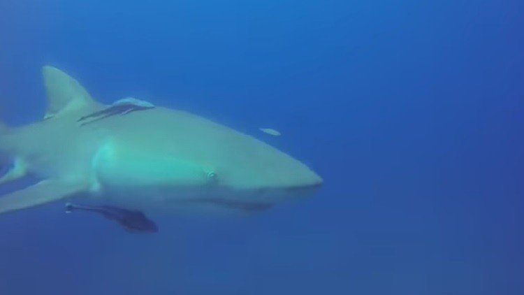 Un tiburón 'pide auxilio' a un buzo por un azuelo incrustado