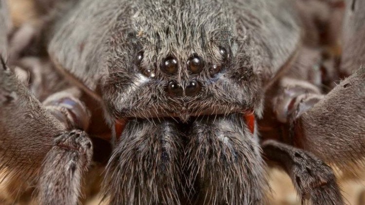 Aterrador: Descubren en México una nueva especie de araña gigante y venenosa (FOTO)