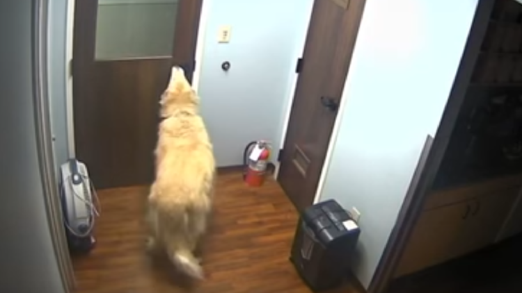 "El pequeño Houdini": Increíble escape de un perro que abre toda puerta que halla a su paso 