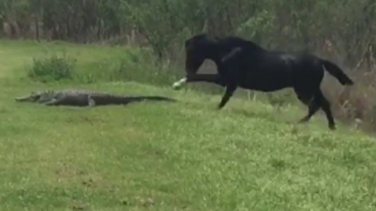 El mundo al revés: un caballo 'gamberro' ataca a un 'inocente' cocodrilo 