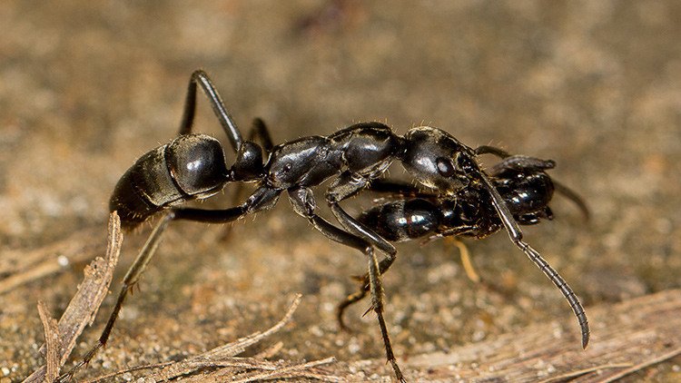 'Salvar al soldado hormiga': Descubren cazadoras de termitas que no dejan atrás a sus heridos