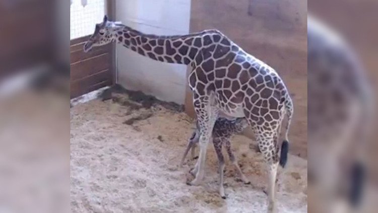 VIDEO: La jirafa April por fin da a luz una cría y lo observan más de 1,2 millones de internautas