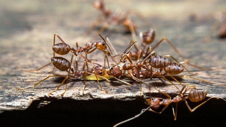 Explican el comportamiento de las hormigas, nunca visto antes entre insectos
