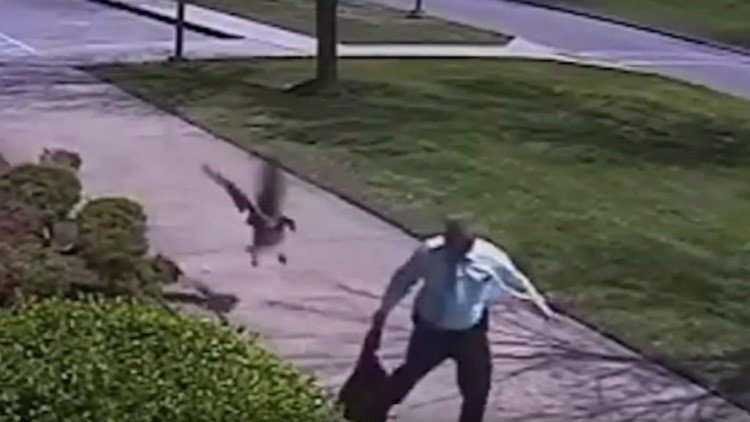 Un bravo ganso ataca a un agente de Policía 
