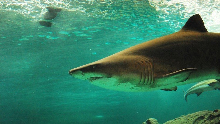 Ataque mortal de un tiburón acaba con la vida de una surfista australiana de 17 años