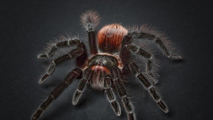 Científicos descubren una nueva especie de araña gigante en México