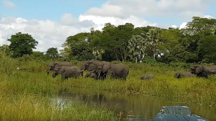 Elefantes llegan a un río para beber cuando les pasa esto