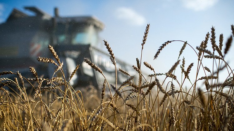 'The Financial Times' se sorprende del auge del sector agrícola en Rusia