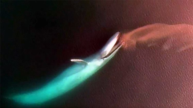 Un raro video de una ballena azul sorprende a los científicos