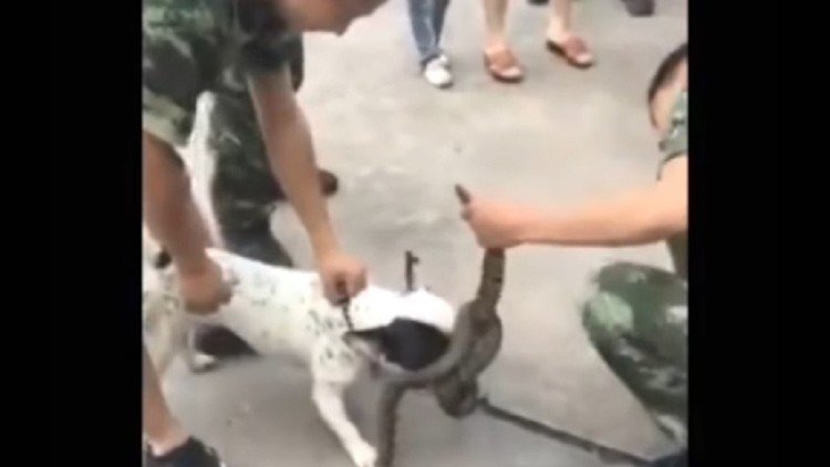 Un perro no deja que varios soldados se lleven 'su serpiente'
