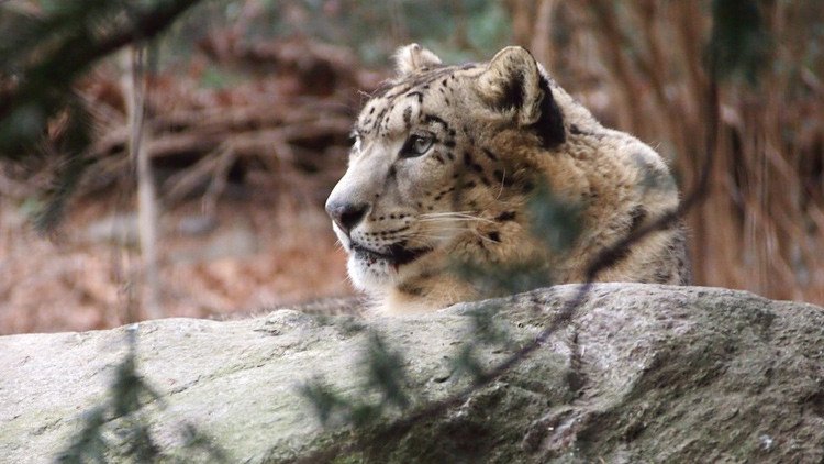 Foto: ¿Es capaz de ver al raro leopardo de las nieves en plena cacería?