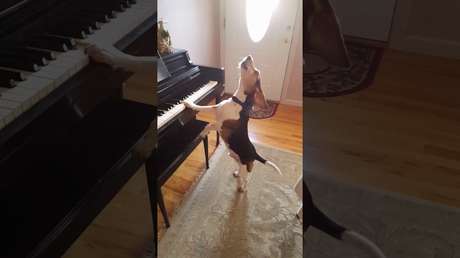 Buddy Mercury: El perro artista que inspira a músicos de todo el mundo