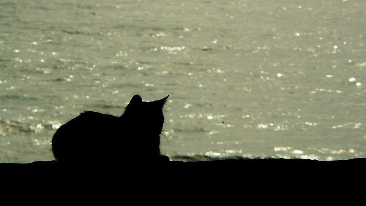 ¿Seguro que los gatos temen al agua?: Marineros rusos rumbo a Siria publican la foto de su mascota