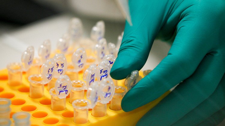 Logran eliminar por primera vez la infección del VIH en ratones 'humanizados'