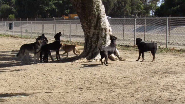 Una ardilla se cuela en un parque de perros y enseguida lo lamenta 