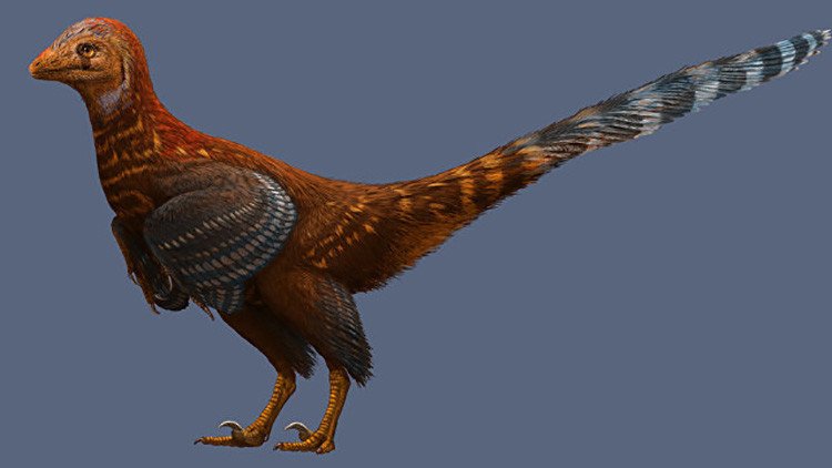 ¿Un faisán prehistórico? Descubren el primer dinosaurio que tenía plumas como los pájaros actuales