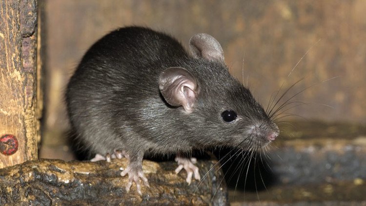 Policías indios atribuyen a las ratas la desaparición de miles de litros de alcohol confiscado
